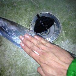 水軒でワインド、ボトム付近でヒット