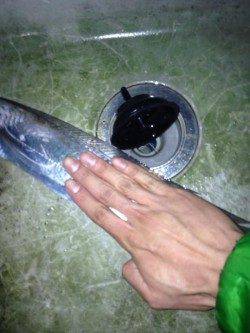 水軒でワインド、ボトム付近でヒット