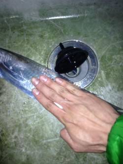 水軒でワインド、ボトム付近でヒット