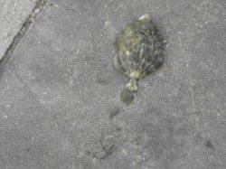 新浜漁港の落とし込みでサイズUPしたカワハギたちと挌闘