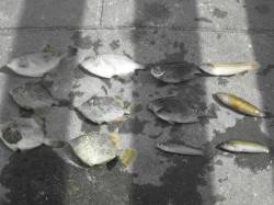 新浜漁港の落とし込みでサイズUPしたカワハ…