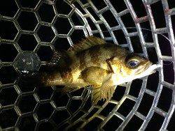 紀ノ川河口、アジングタックルで多魚種狙い！