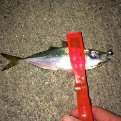 北公園　午後10時からのアジングでアジ16尾　0時過ぎ納竿