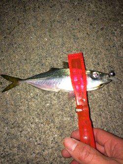 北公園　午後10時からのアジングでアジ16尾　0時過ぎ納竿