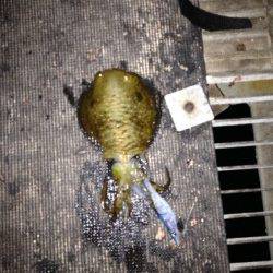 とっとパークとみさき公園前の波止でアオリイカ・コウイカ