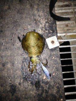 とっとパークとみさき公園前の波止でアオリイカ・コウイカ