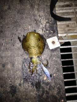 とっとパークとみさき公園前の波止でアオリイ…