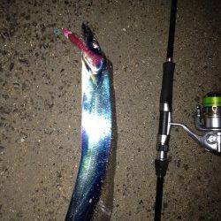 西宮浜　ウキ釣りからワインドに変更でタチウオ2本！