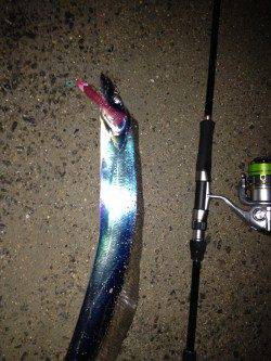 西宮浜　ウキ釣りからワインドに変更でタチウオ2本！