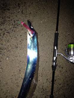 西宮浜　ウキ釣りからワインドに変更でタチウ…