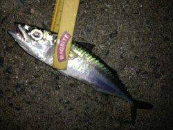 爆風の中アジング　試行錯誤しながらサバが釣れました