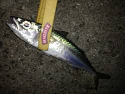 爆風の中アジング　試行錯誤しながらサバが釣…