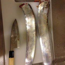 西宮浜　ウキ釣りからワインドに変更でタチウオ2本！