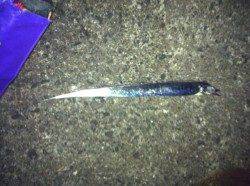 舞洲のアジング　27.5cmのアジをキャッチV(^_^)V