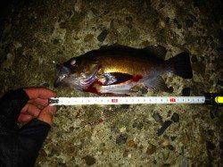 須磨にてメバリング 産卵前で接岸し始めてます