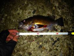 須磨にてメバリング　産卵前で接岸し始めてま…