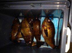 須磨にてメバリング 産卵前で接岸し始めてます