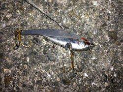 春木ベランダ、朝の時合にサビキで小アジ