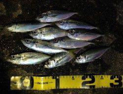 田辺周辺へ尺アジ調査…20㎝前後のアジでした