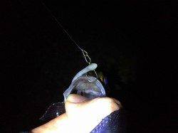 二見近辺のメバリング調査に行ってきました