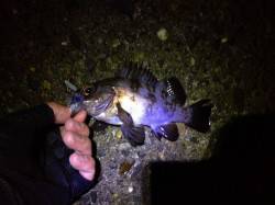 二見近辺のメバリング調査に行ってきました