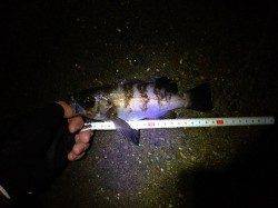 須磨 メバリングで最大21cmまでのメバルを40尾