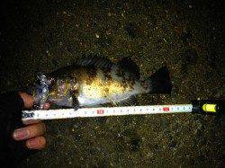 須磨 メバリングで最大21cmまでのメバルを40尾