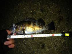 須磨　メバリングで最大21cmまでのメバル…