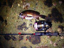 須磨　気温2℃の中でのメバリング釣行