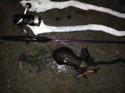 地磯でのアオリイカ釣果