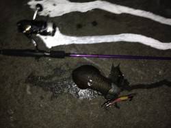 地磯でのアオリイカ釣果