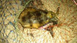 林崎漁港でエギング、１投目で自己記録のアオリイカ