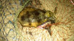 林崎漁港でエギング、１投目で自己記録のアオ…