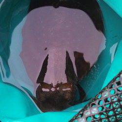 林崎漁港でエギング、１投目で自己記録のアオリイカ