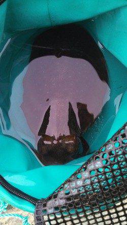 林崎漁港でエギング、１投目で自己記録のアオリイカ