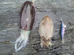 ピアーランド周辺でコウイカ・アオリイカ連続…