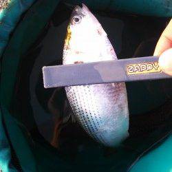 東二見人工島でのショアジギング釣果