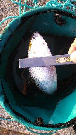 東二見人工島でのショアジギング釣果