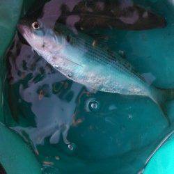 東二見人工島でのショアジギング釣果