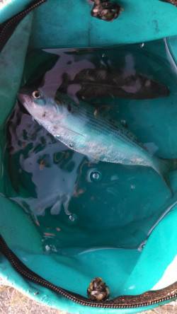 東二見人工島でのショアジギング釣果