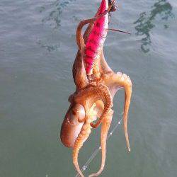 東二見人工島にイイダコ調査に30分だけ行ってきました