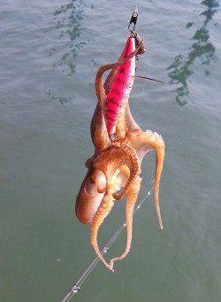 東二見人工島にイイダコ調査に30分だけ行ってきました