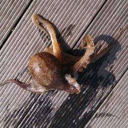 東二見人工島にイイダコ調査に30分だけ行ってきました