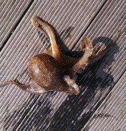 東二見人工島にイイダコ調査に30分だけ行ってきました