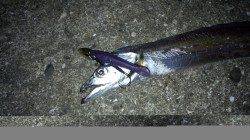 本荘人工島でタチウオワインド、手前をスローで通し連続ヒット