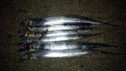 本荘人工島でタチウオワインド、手前をスローで通し連続ヒット