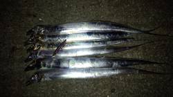 本荘人工島でタチウオワインド、手前をスロー…