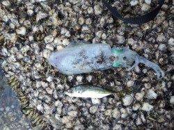 栖原港でアジング&アジタックルでエギング