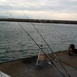 今季初カレイ、竿尻の浮く気持ちいい当りを堪能