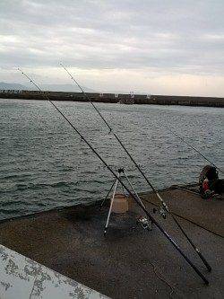 今季初カレイ、竿尻の浮く気持ちいい当りを堪能